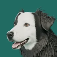 Bam the border collie