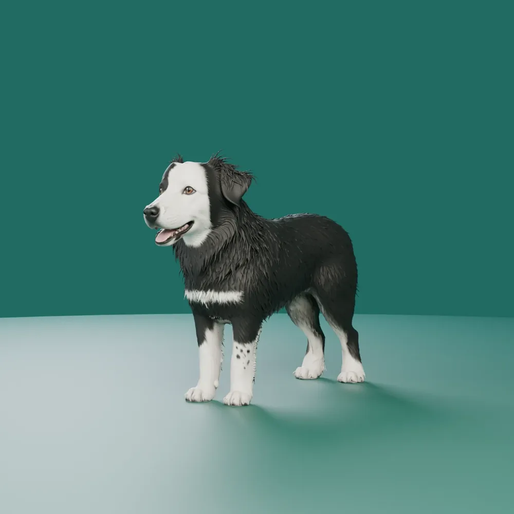 Bam, a black-and-white border collie, standing happily against a deep teal backdrop